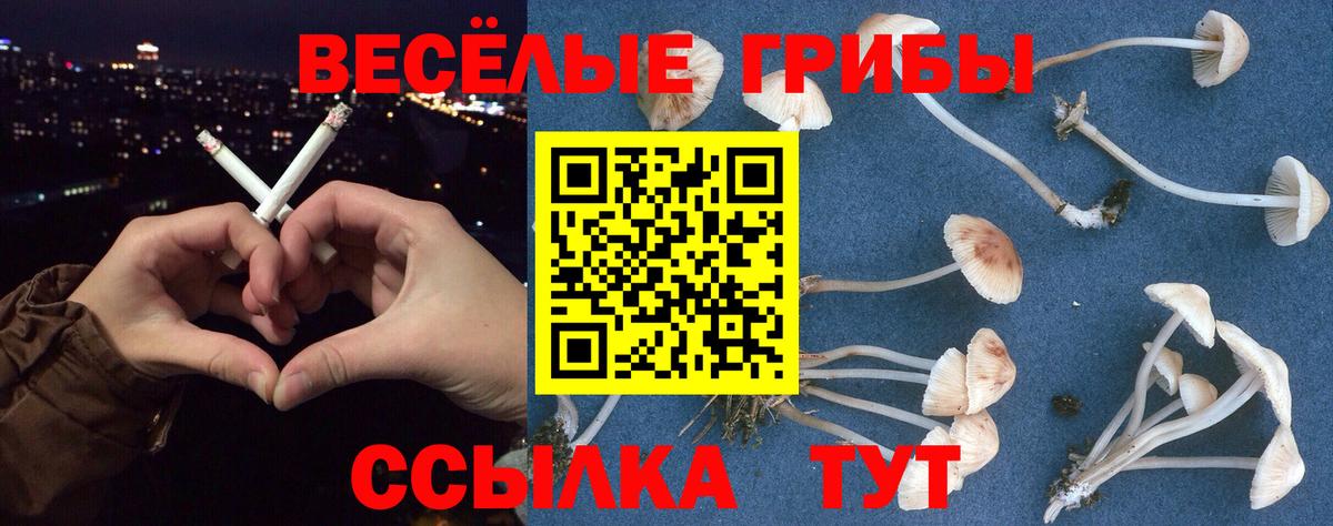 Галлюциногенные грибы Cubensis Малгобек
